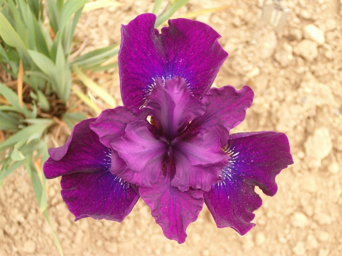 Shuffle!: Iris - Images Gallery