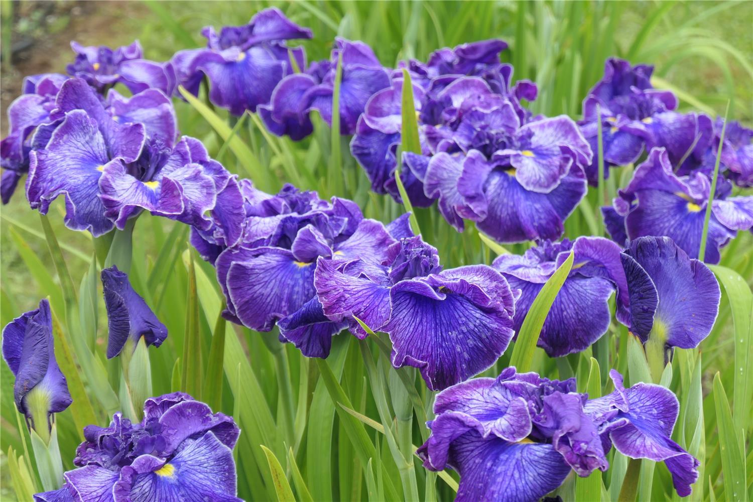 JI Indigo Angel
