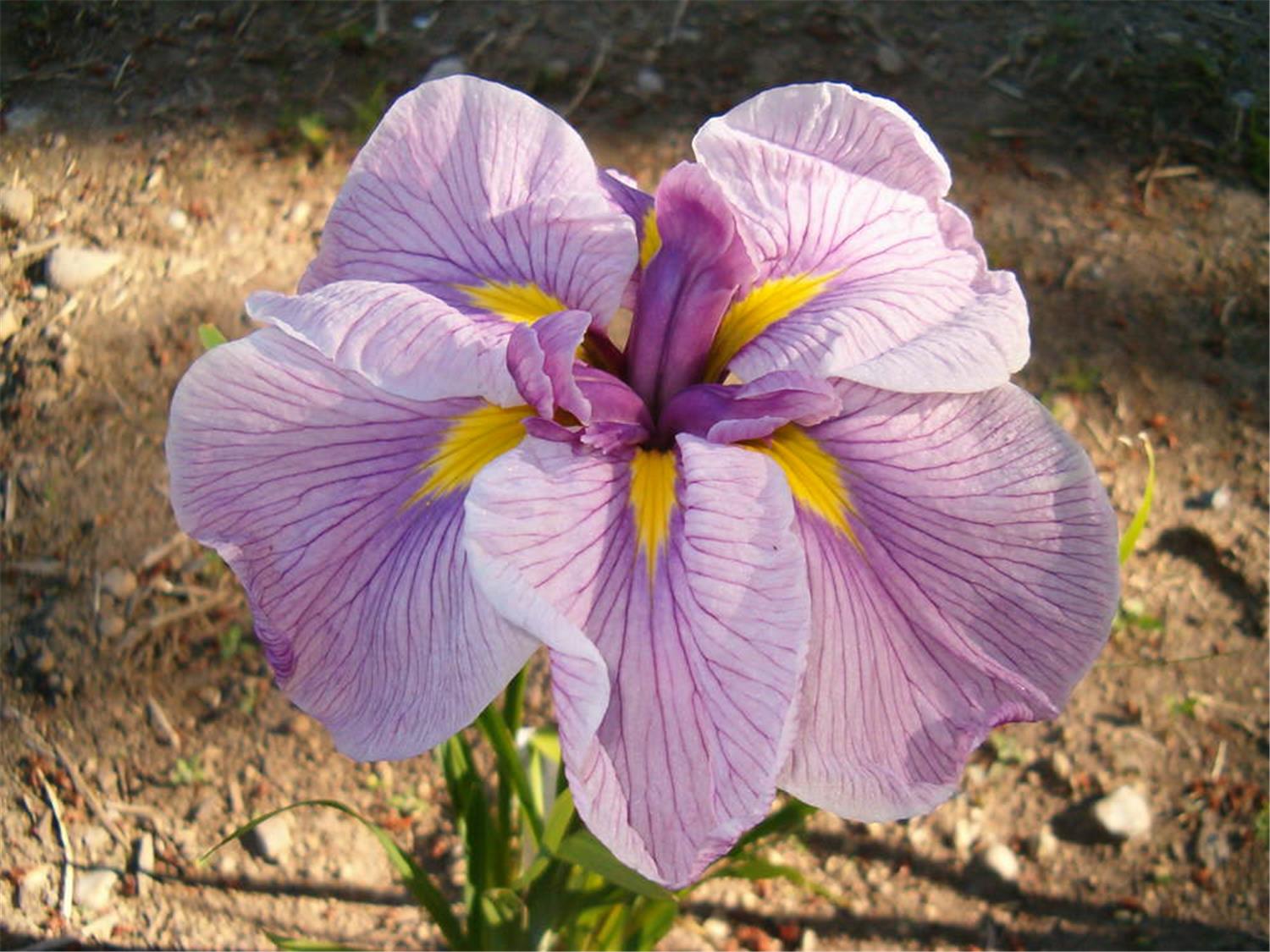 JI Pink Dimity