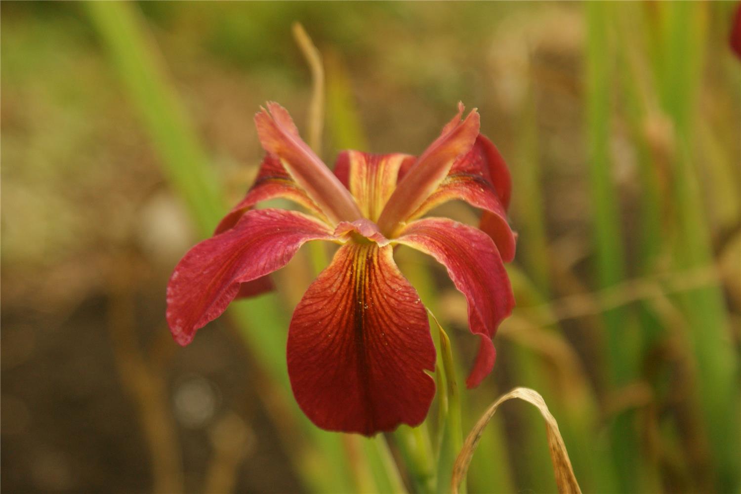 LA Red Dazzler