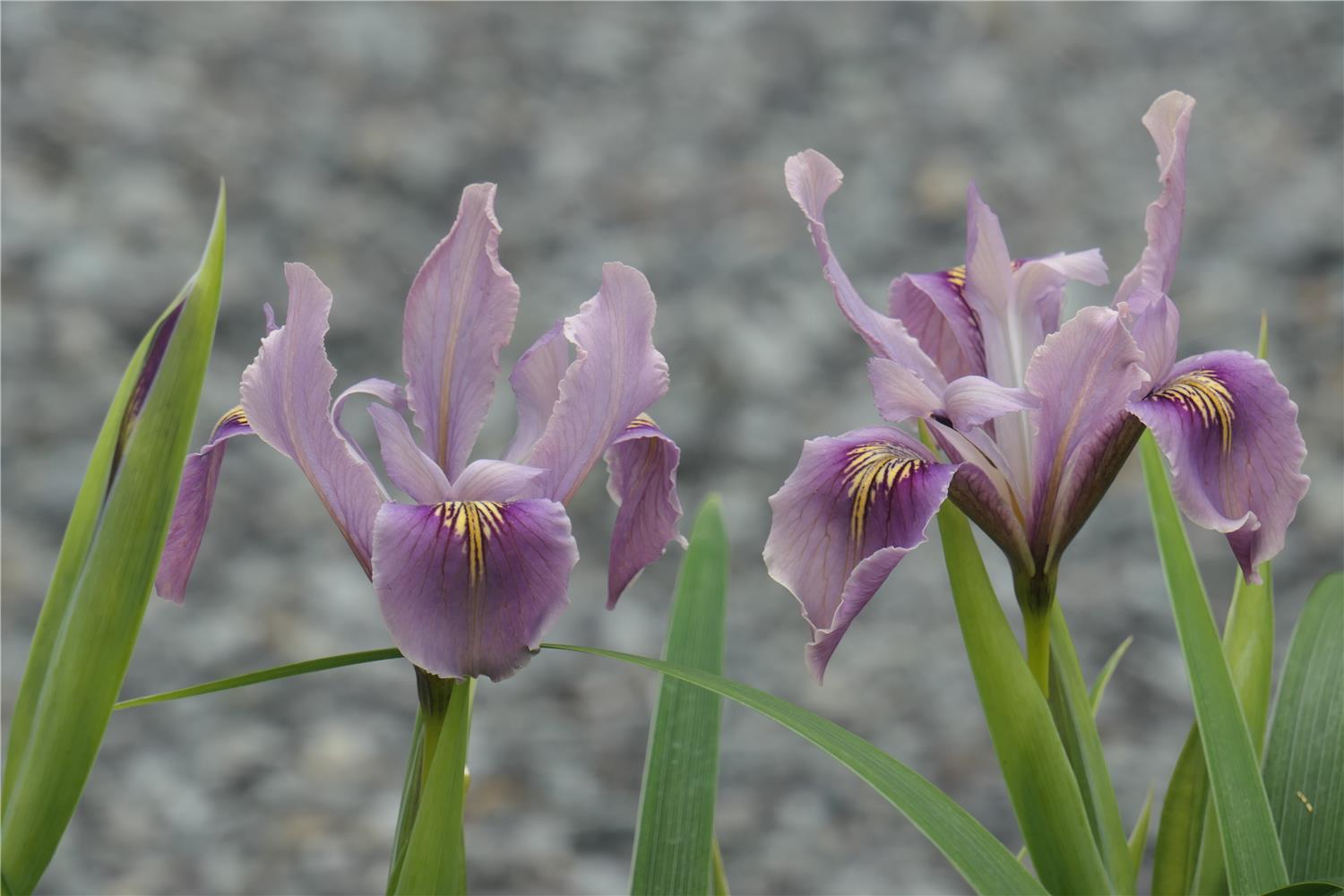 PCI Mendocino Blush