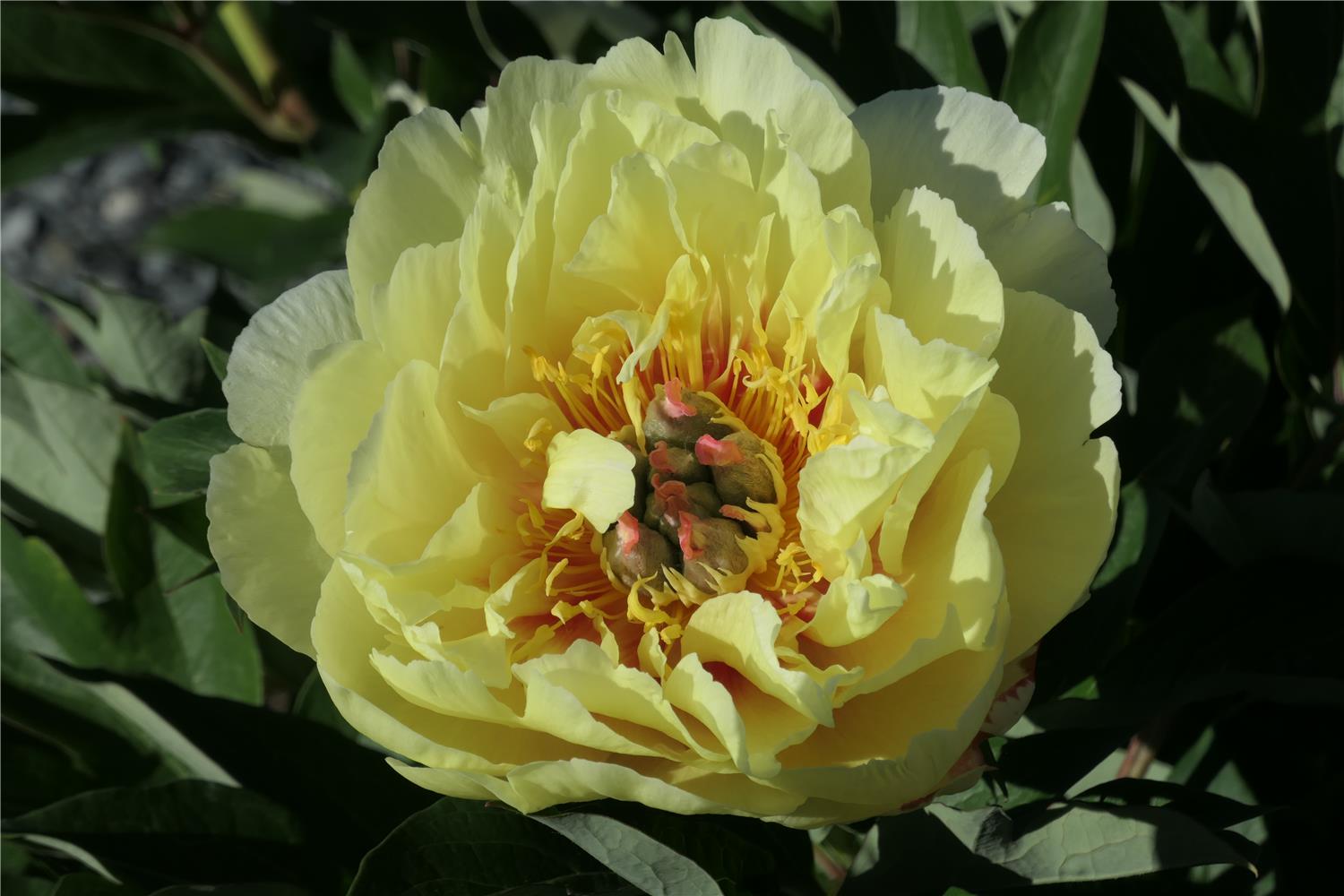 Garden Treasure