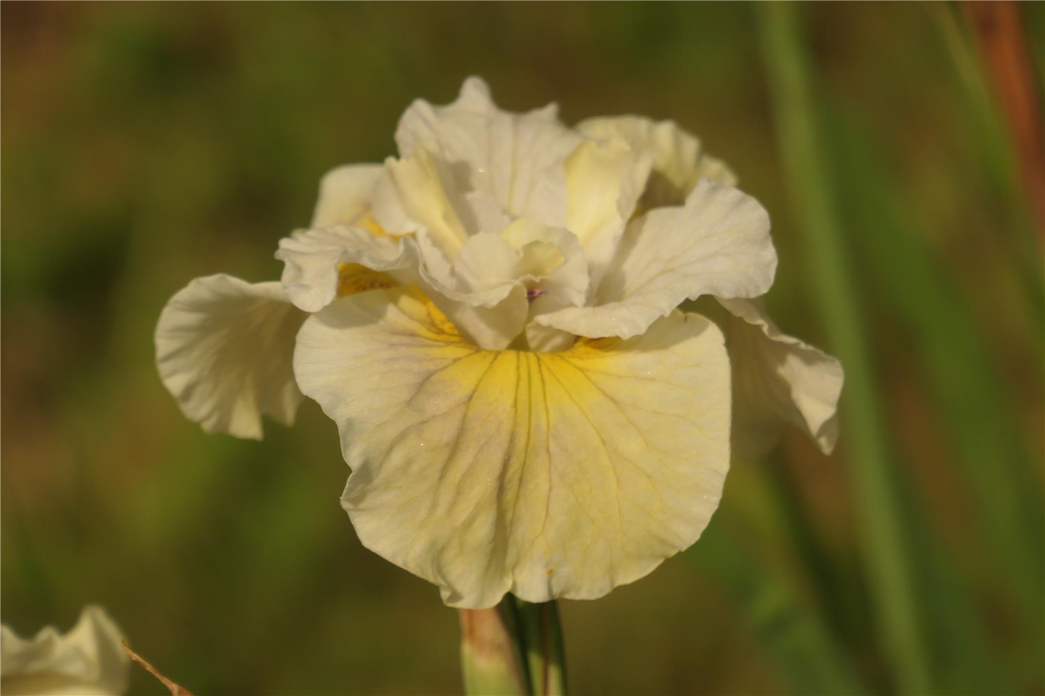 SIB Cream Of The Crop