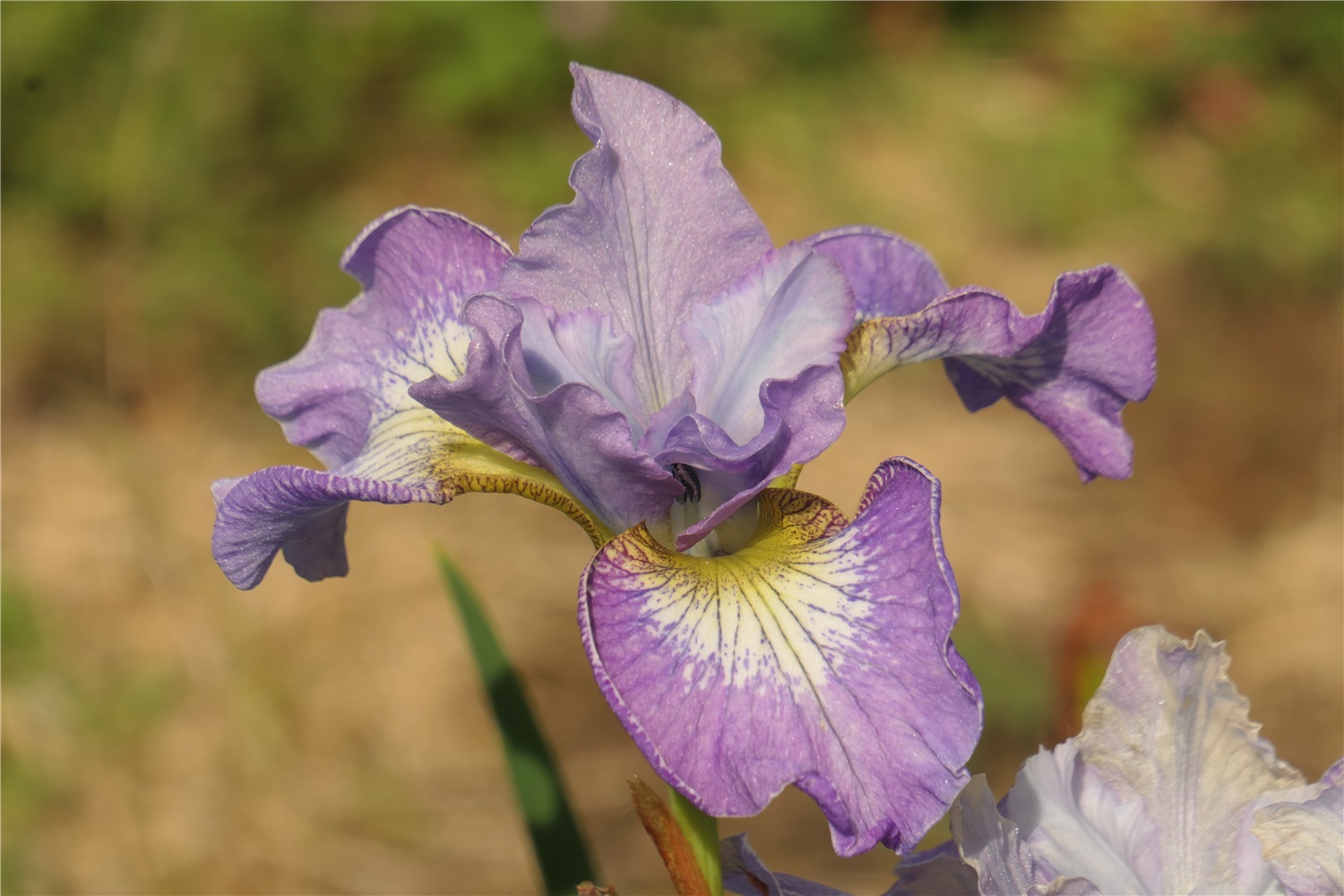 SIB Lavender Fair