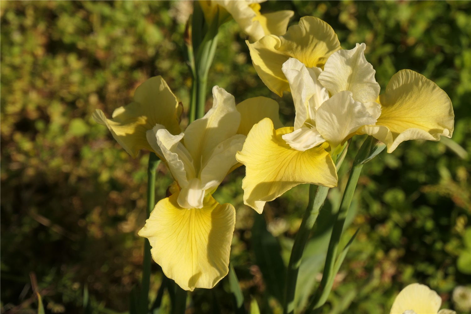 SIB Lemon Blush