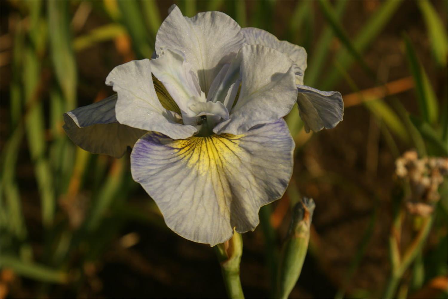 SIB Moonstone Marvel