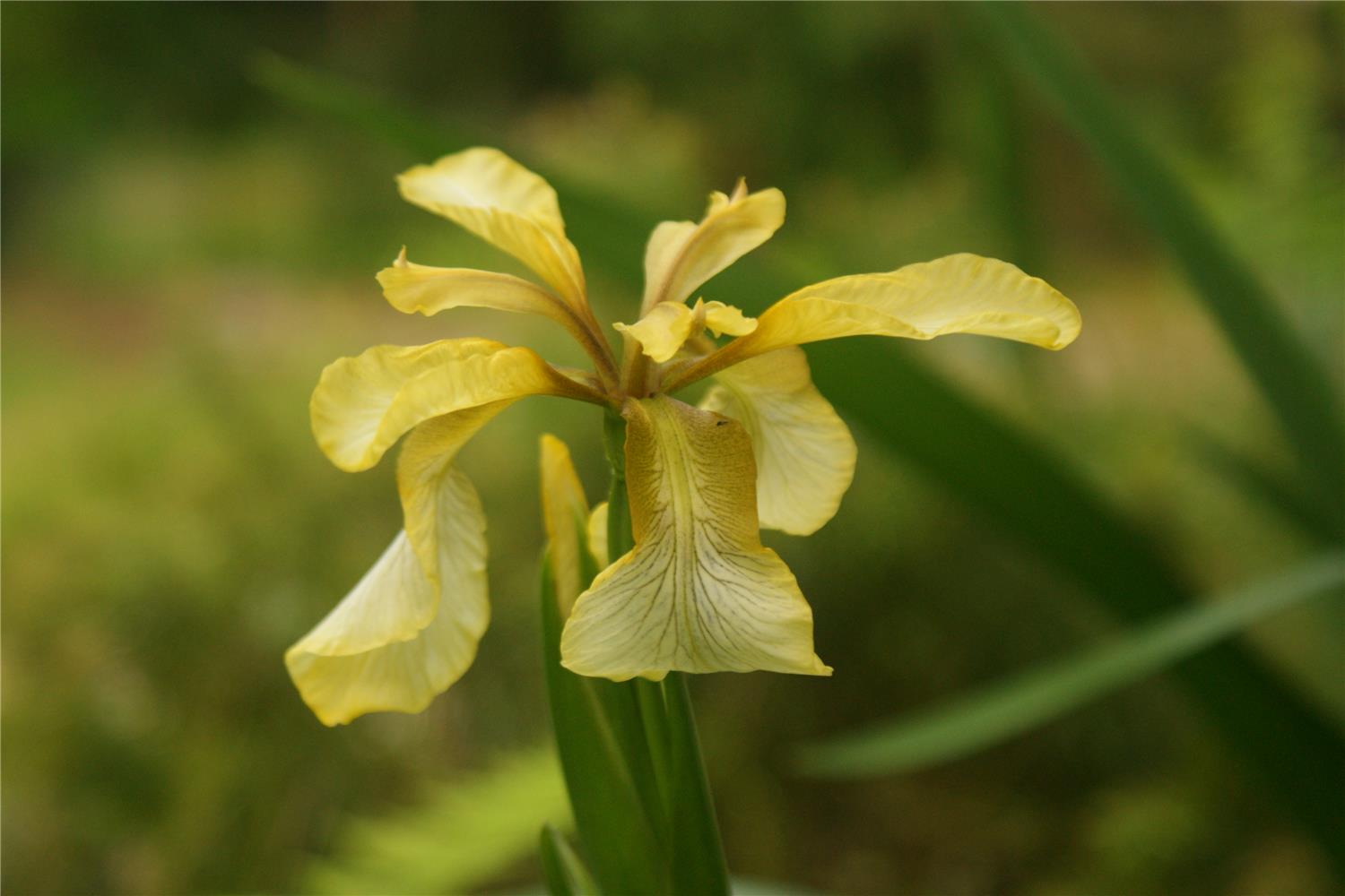 I. foetidissima