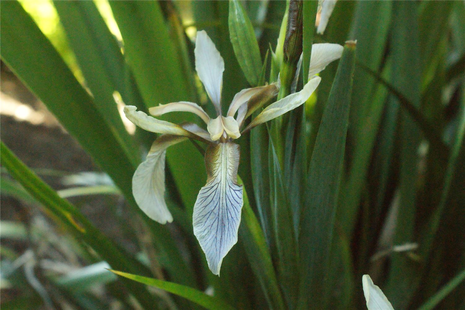 I. foetidissima