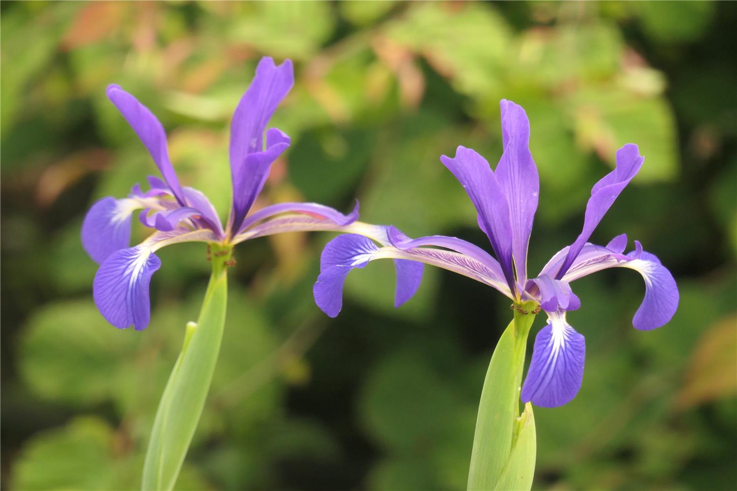 I. spuria ssp. maritima