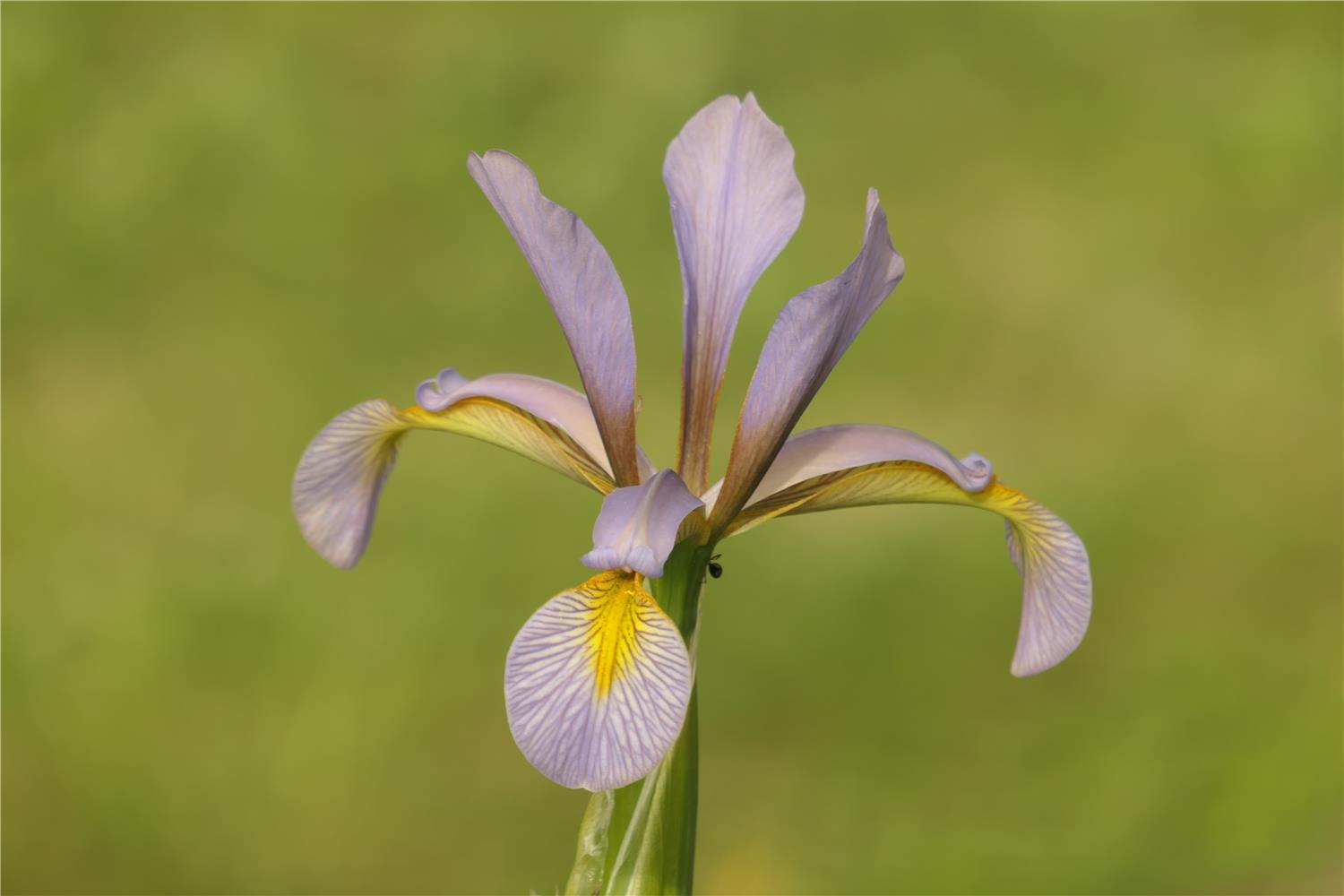 I. spuria ssp. spuria var. Danica