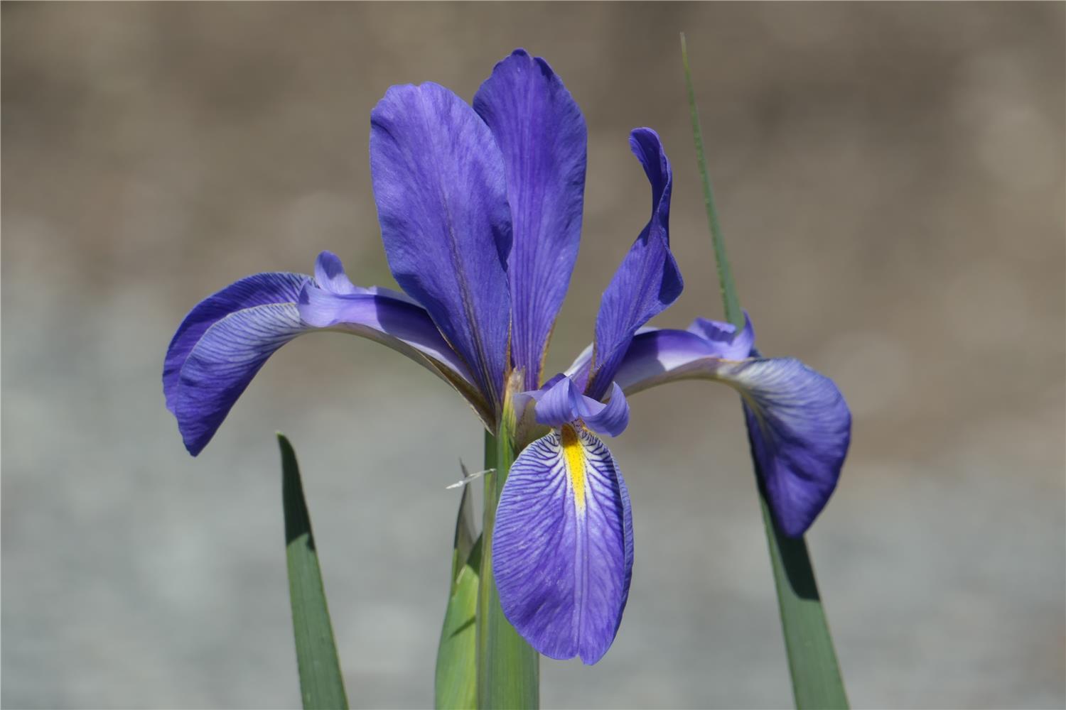 I. spuria ssp. musulmanica