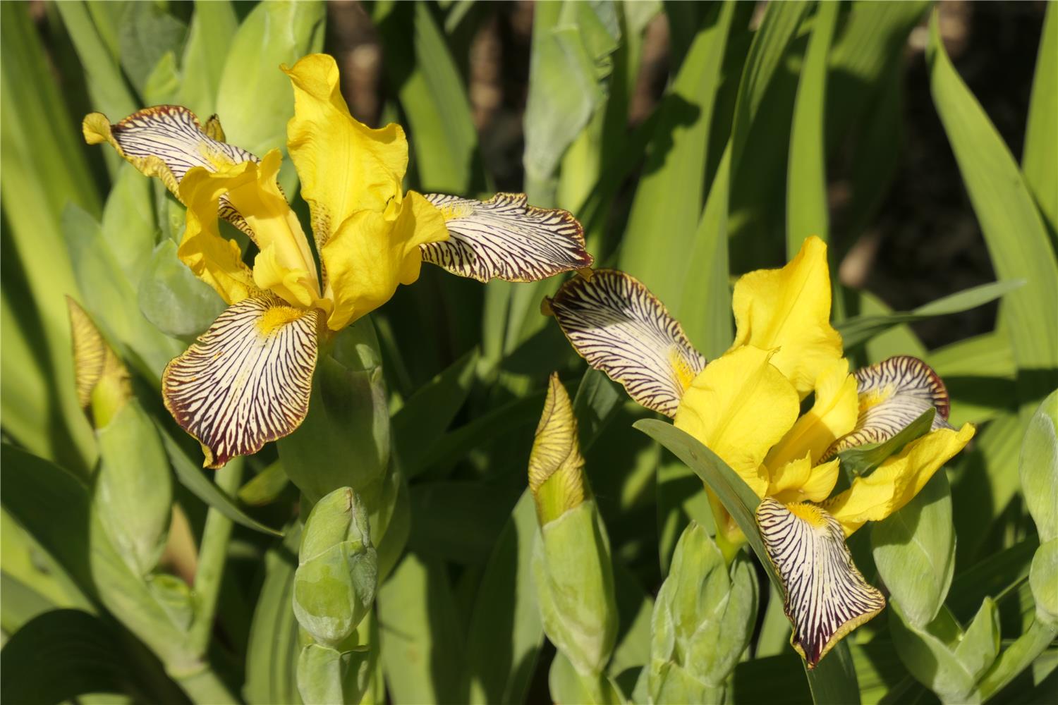 I. variegata