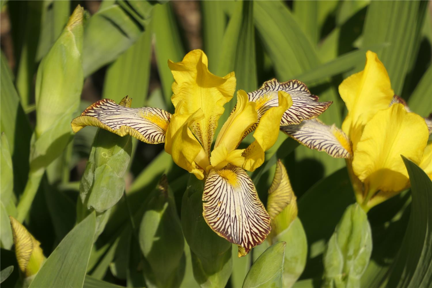 I. variegata