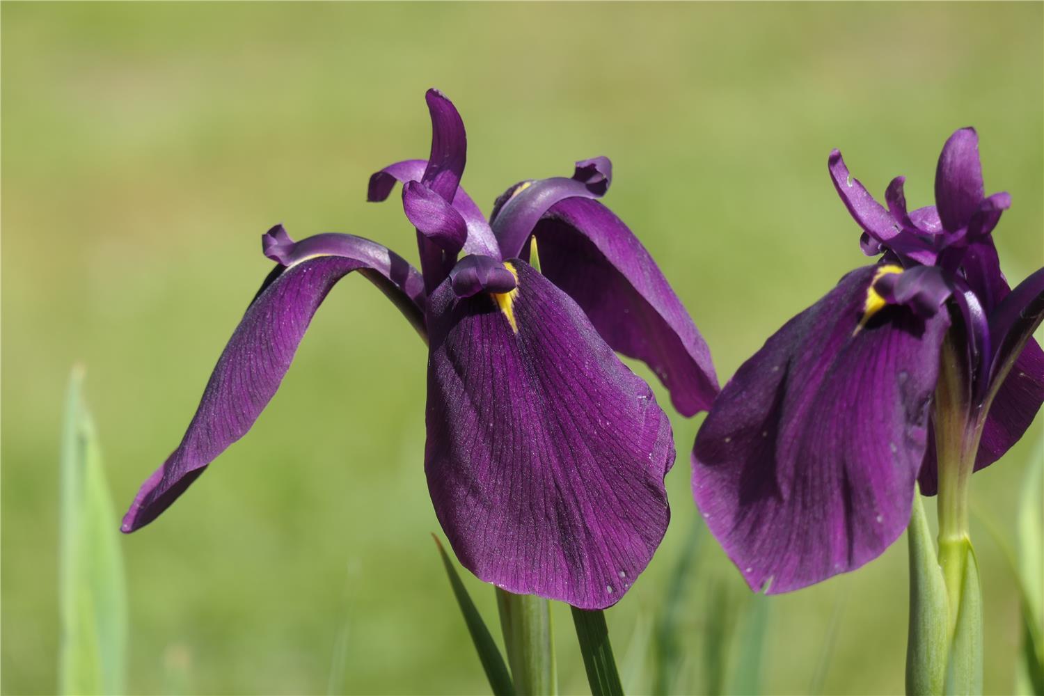 I. ensata