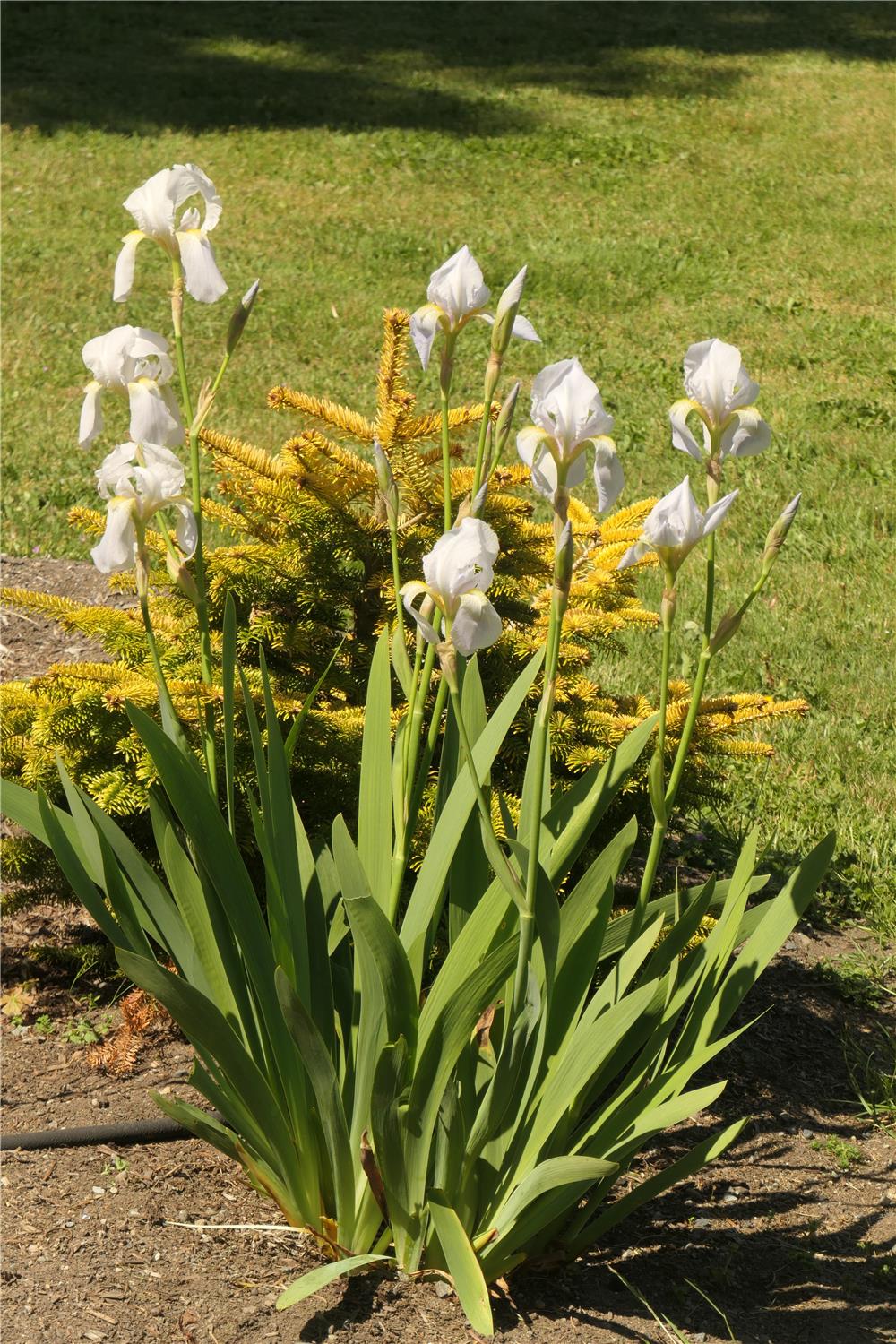 I. germanica ssp. Florentina