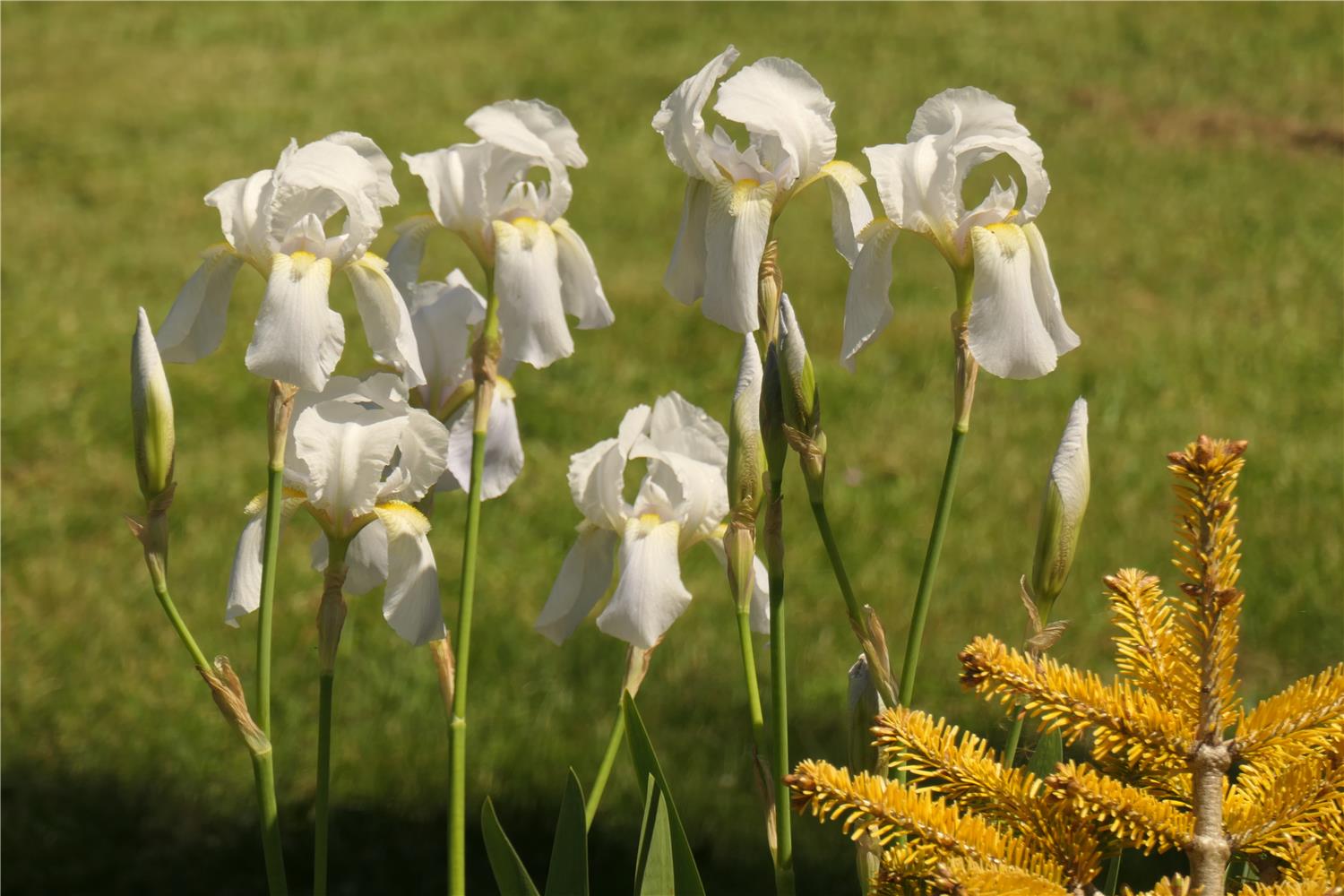 I. germanica ssp. Florentina