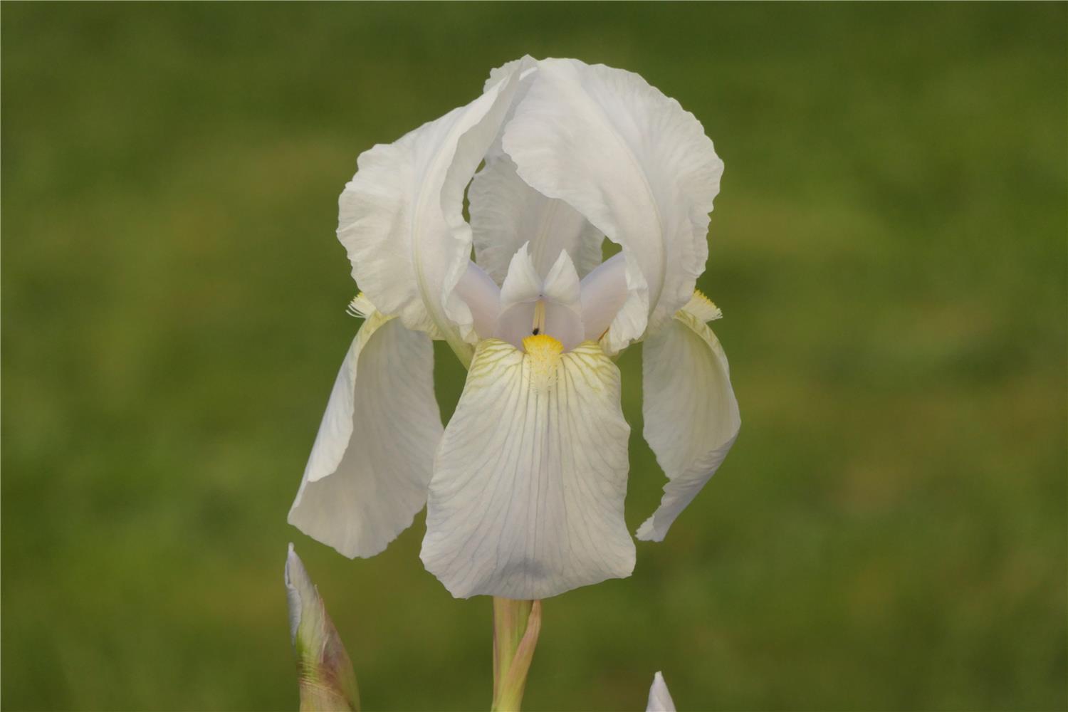 I. germanica ssp. Florentina