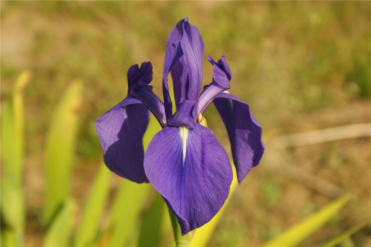 I. laevigata 'Semperflorens'