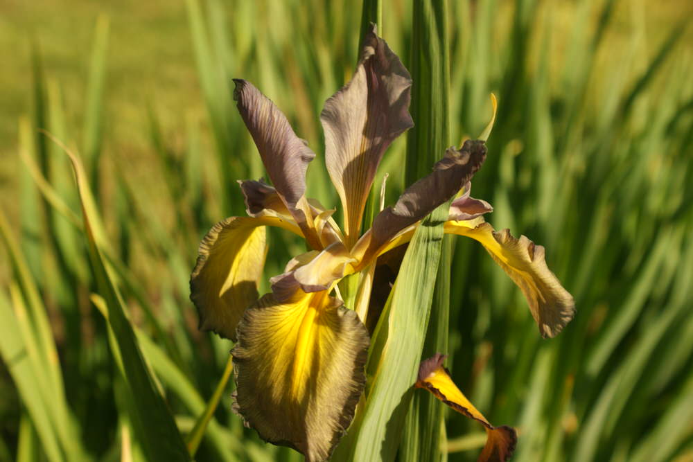 SPUR Lilting Lavender