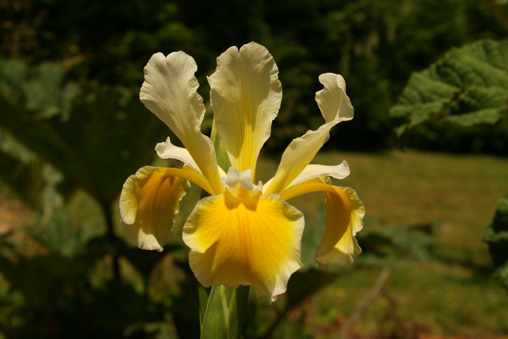 SPUR Ruffled Canary