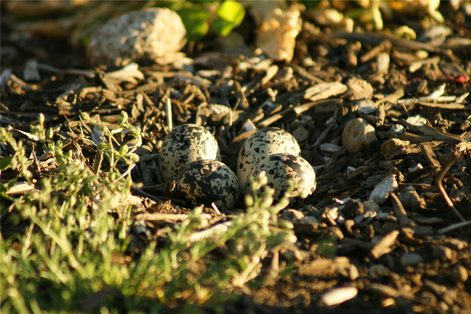 Killdeer nest with eggs