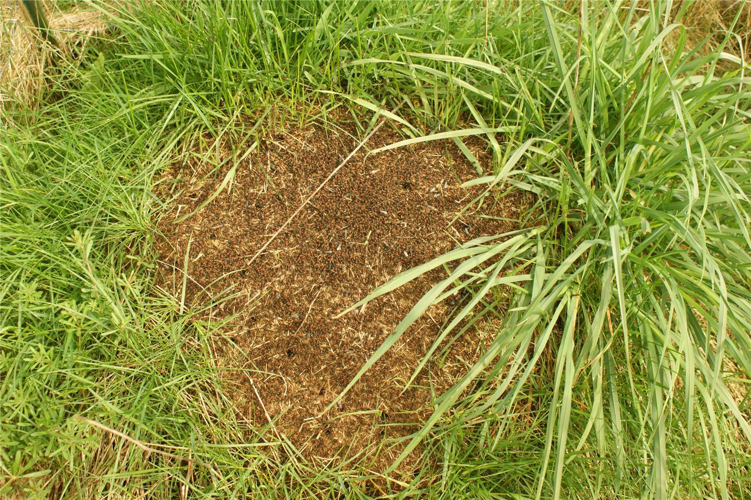 Thatching Ants